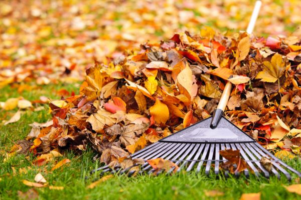 Leaves Removal in Santa Cruz