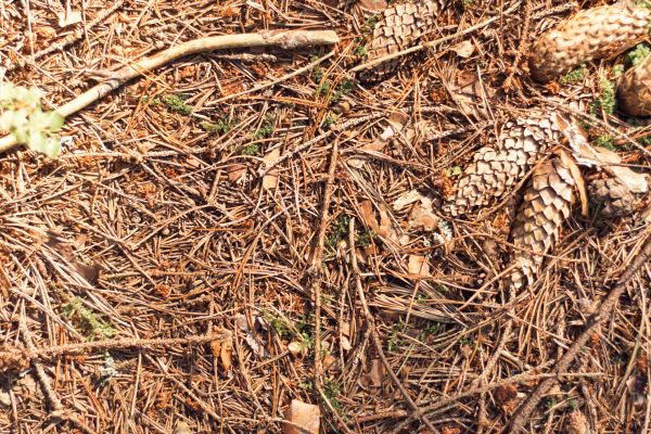 Pine Needles Removal in Santa Cruz