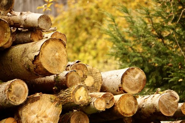 Wood Pile Removal in Santa Cruz