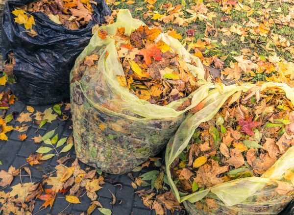 Yard Cleanup Service in Santa Cruz