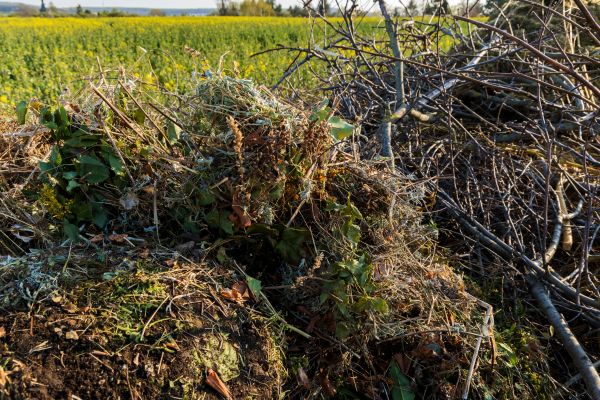 Brush Disposal in Santa Cruz