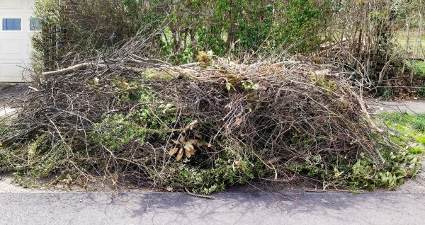 Tree Limb Cleanup in Santa Cruz