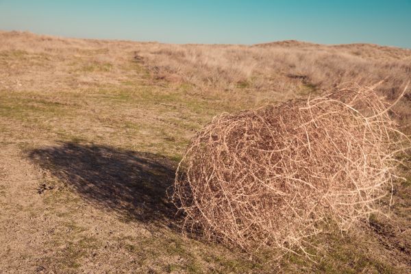 Tumbleweed Removal in Santa Cruz