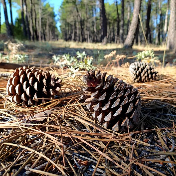 Pine Cone Removal in Santa Cruz