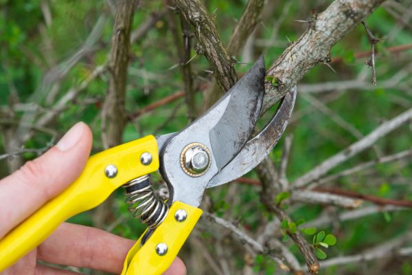 Limbs Removal in Santa Cruz