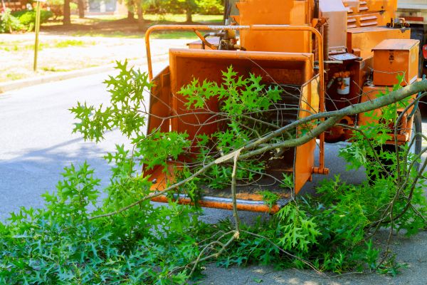 Tree Branches Removal in Santa Cruz
