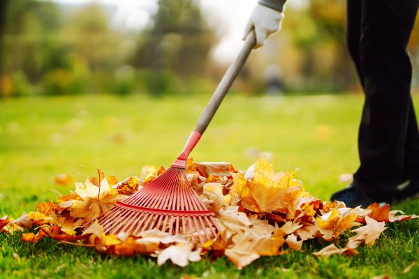 Ditch Leaf Removal in Santa Cruz