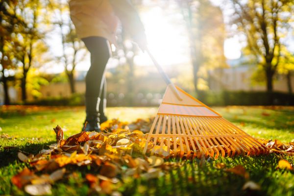 Leaves Raking in Santa Cruz