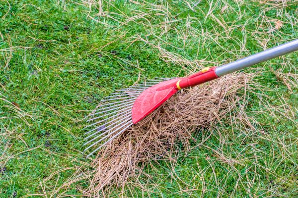 Yard Raking in Santa Cruz