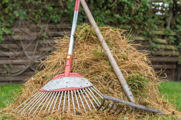 Pine Straw Clearing in Santa Cruz