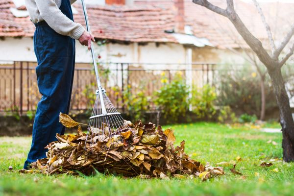 Spring Lawn Cleanup in Santa Cruz