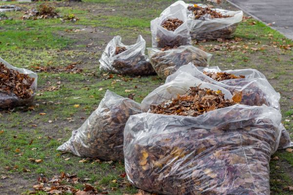 Leaf Pile Disposal in Santa Cruz