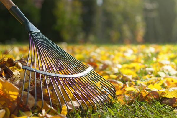 Leaf Removal in Santa Cruz
