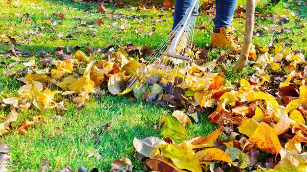 Lawn Cleanup Service in Santa Cruz
