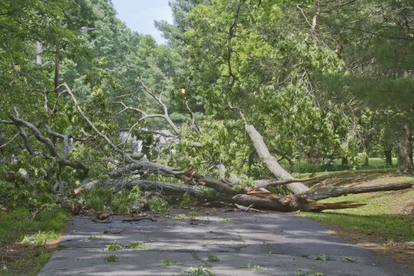 Tree Debris Removal in Santa Cruz